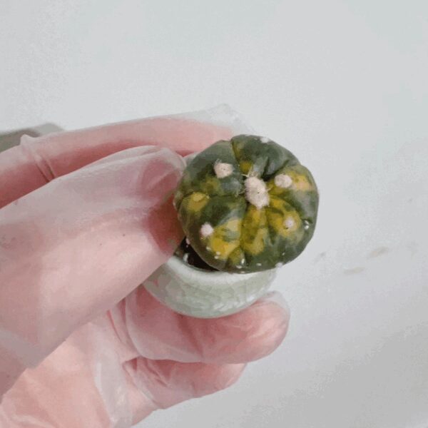 Astrophytum Asterias
