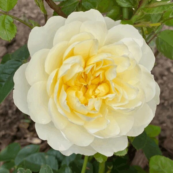 china rose,Imogen