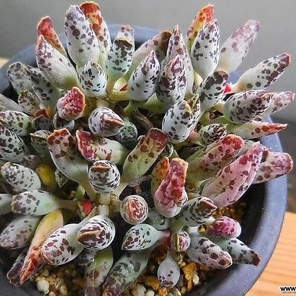 Adromischus Cooperi