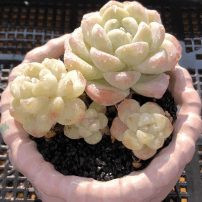 Echeveria 'Ice Green'
