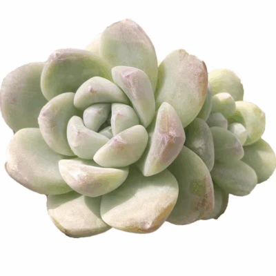 Echeveria 'Ice Green'