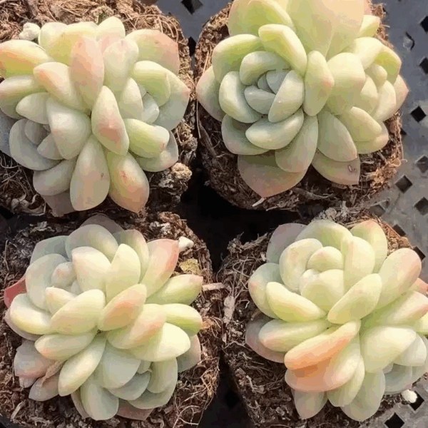 Echeveria 'Ice Green'