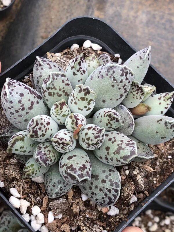 "Red Seal Shaped Succulent - Unique and Vibrant Indoor Plant with Minimal Care"（1pcs） - Image 3