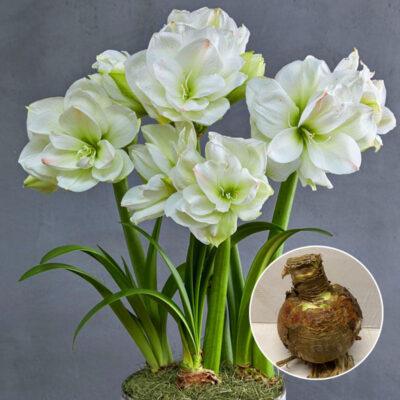 Amaryllis Bulb