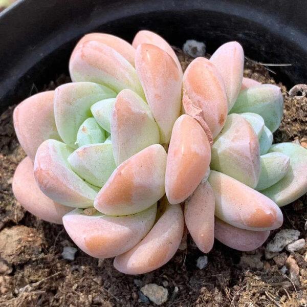 Echeveria 'Ice Green'
