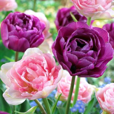 Elegant Tulip Bulbs