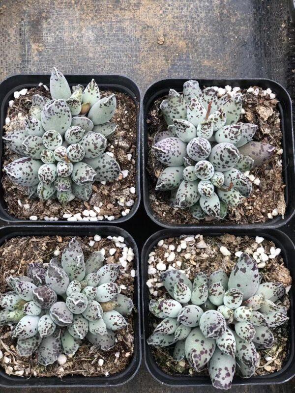 "Red Seal Shaped Succulent - Unique and Vibrant Indoor Plant with Minimal Care"（1pcs） - Image 2
