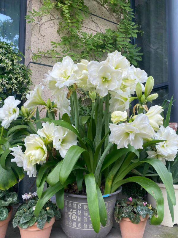 Amaryllis Perennial Bulb Bulk for planting - Image 3