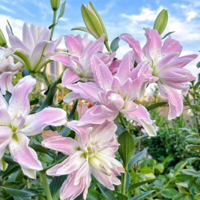 3 pcs Lily Bulbs for Planting Indoor and Outdoor
