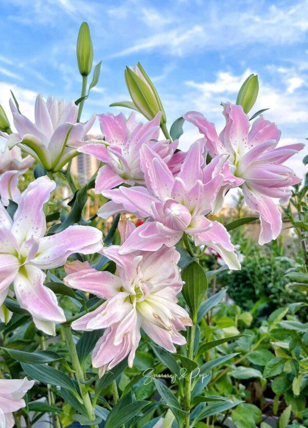 lily bulbs for planting