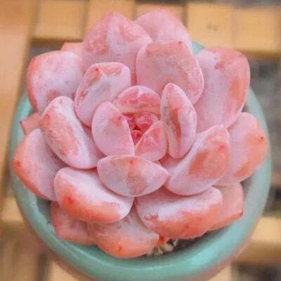 Echeveria Snow Angel