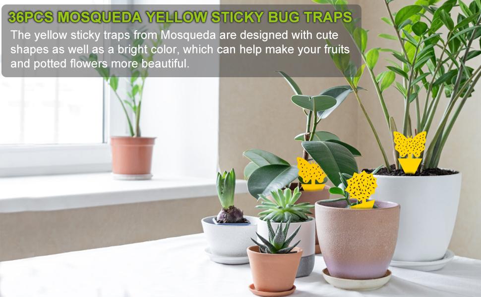 fly traps