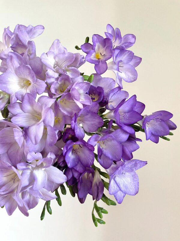 Freesia Bulbs Flower Bulbs for Planting - Image 2