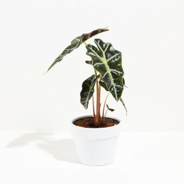 Alocasia Polly Elephant Ear - Image 6