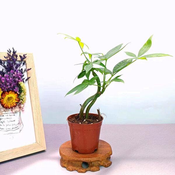 Prosperity Greens: Exquisite Money Tree Collection for Your Abundance - Image 2