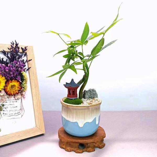 Prosperity Greens: Exquisite Money Tree Collection for Your Abundance - Image 12