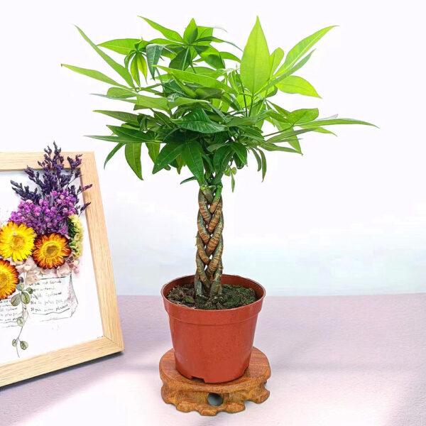 Prosperity Greens: Exquisite Money Tree Collection for Your Abundance - Image 6