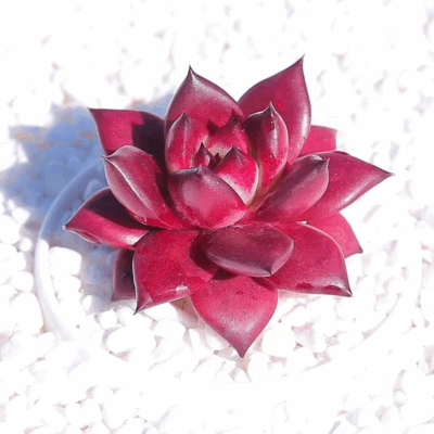 Echeveria agavoides robin
