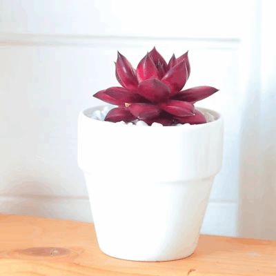 Echeveria agavoides robin