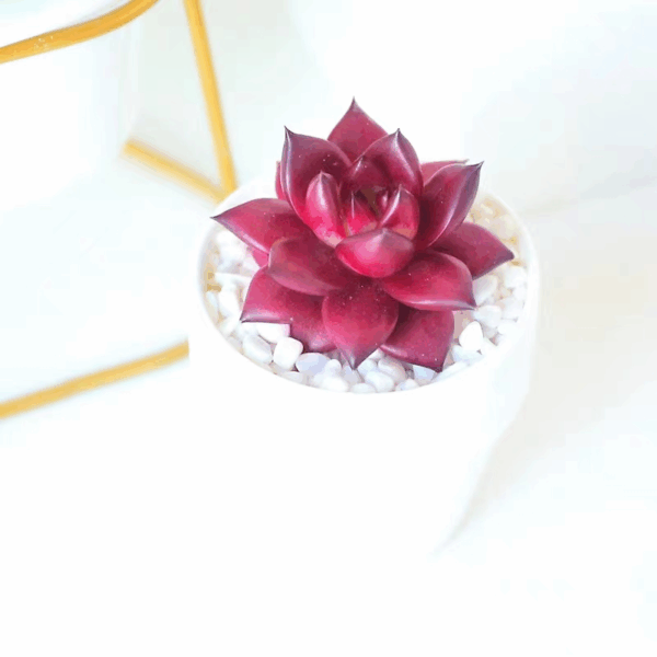 Echeveria agavoides robin