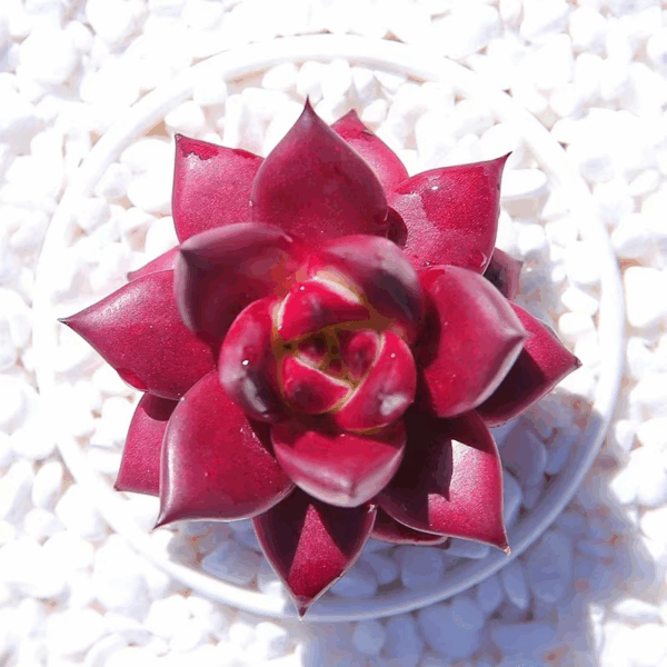Echeveria agavoides robin