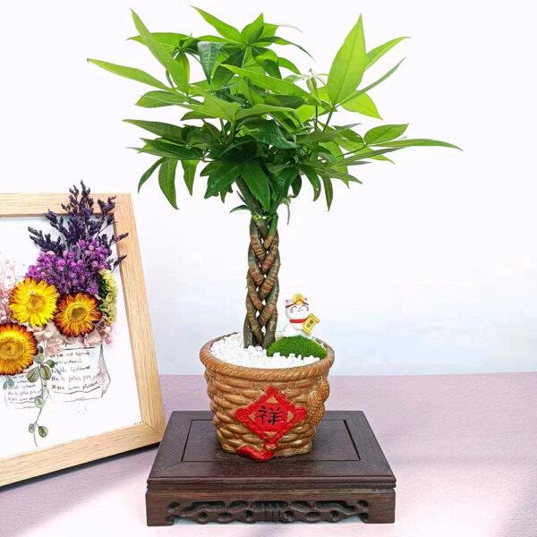 Prosperity Greens: Exquisite Money Tree Collection for Your Abundance - Image 14