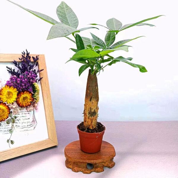 Prosperity Greens: Exquisite Money Tree Collection for Your Abundance - Image 15