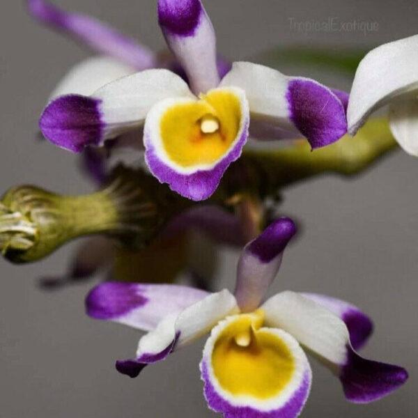Dendrobium pendulum