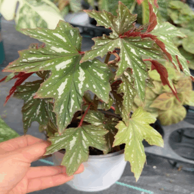 Begonia aconitifolia