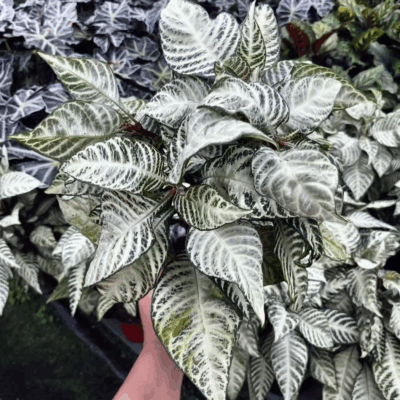 Aphelandra Snow White