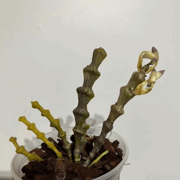 Dendrobium pendulum