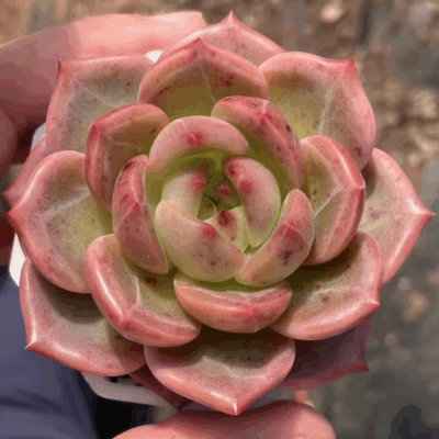 Echeveria Red Champagne
