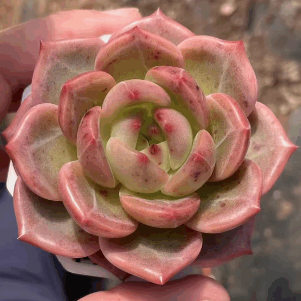 Echeveria Red Champagne