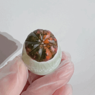Astrophytum Asterias