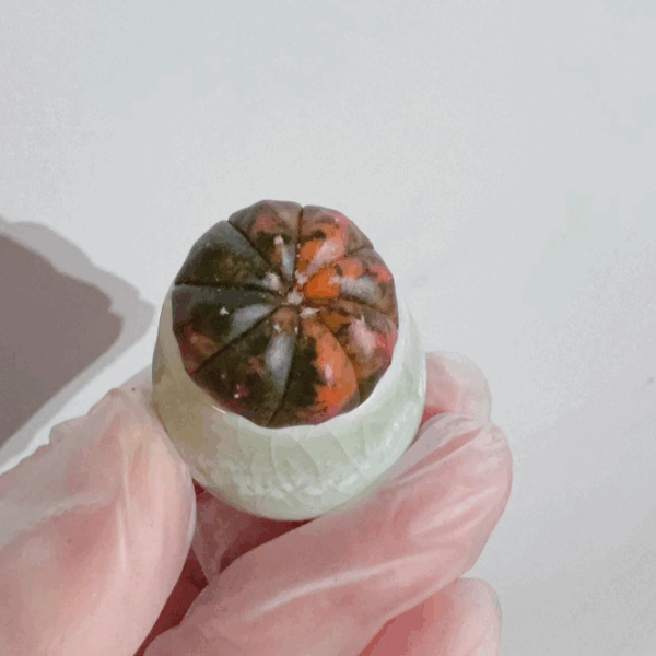Astrophytum Asterias