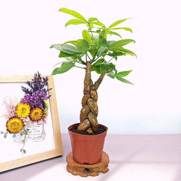 Prosperity Greens: Exquisite Money Tree Collection for Your Abundance - Image 5