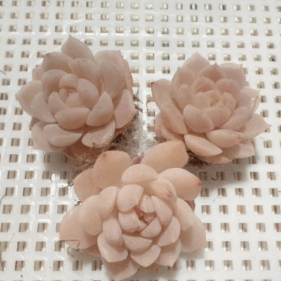 Echeveria colorata 'Tapalpa'