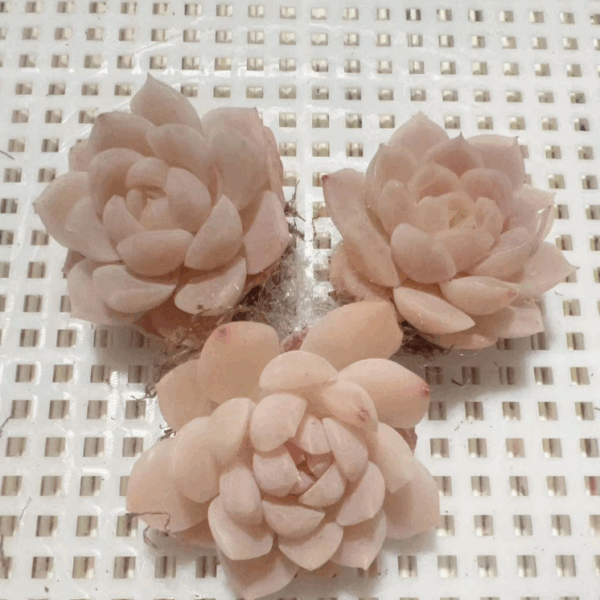 Echeveria colorata 'Tapalpa'