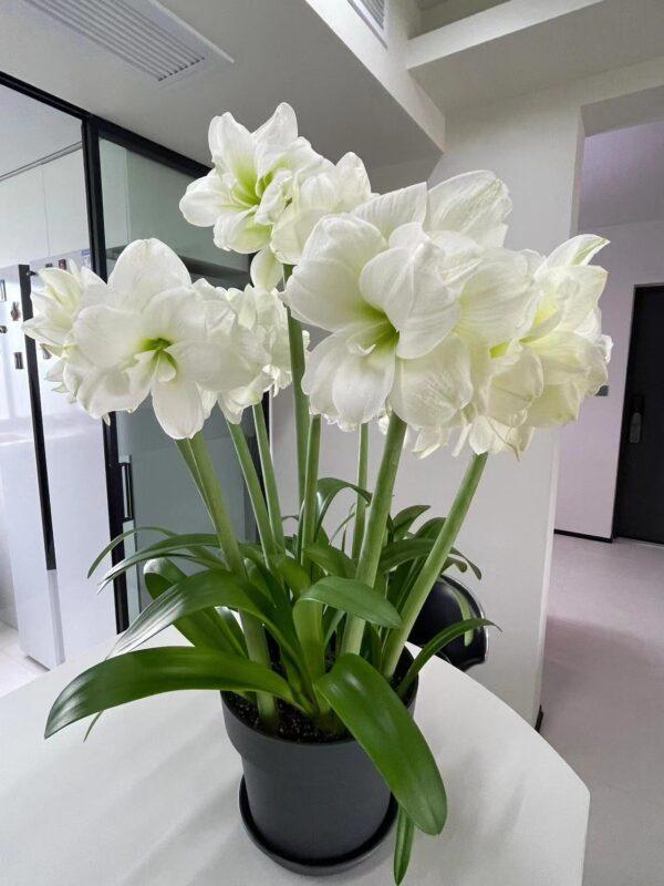 Amaryllis Perennial Bulb Bulk for planting - Image 4