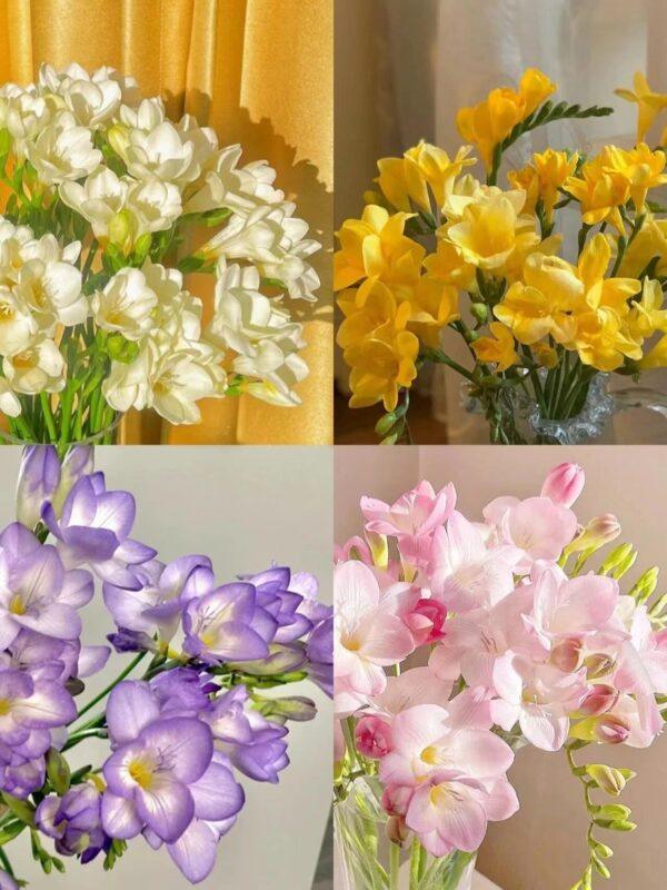 Freesia Bulbs Flower Bulbs for Planting - Image 5