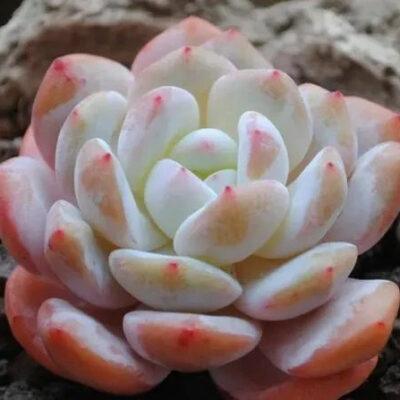 Echeveria Snow Angel