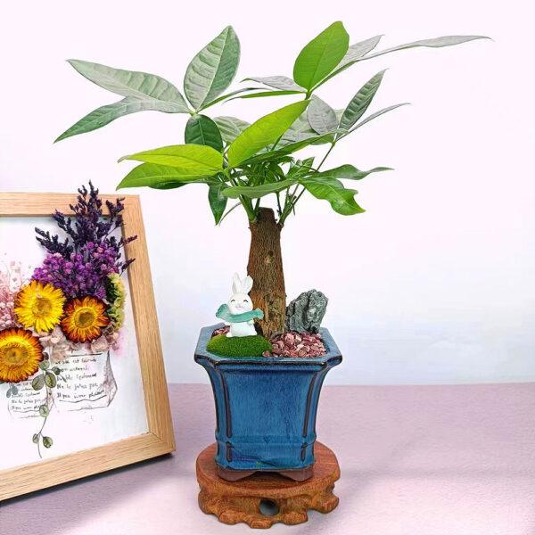 Prosperity Greens: Exquisite Money Tree Collection for Your Abundance - Image 16