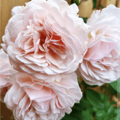 A shropshire Lad