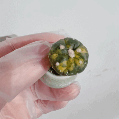 Astrophytum Asterias