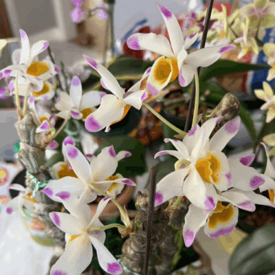 Dendrobium pendulum