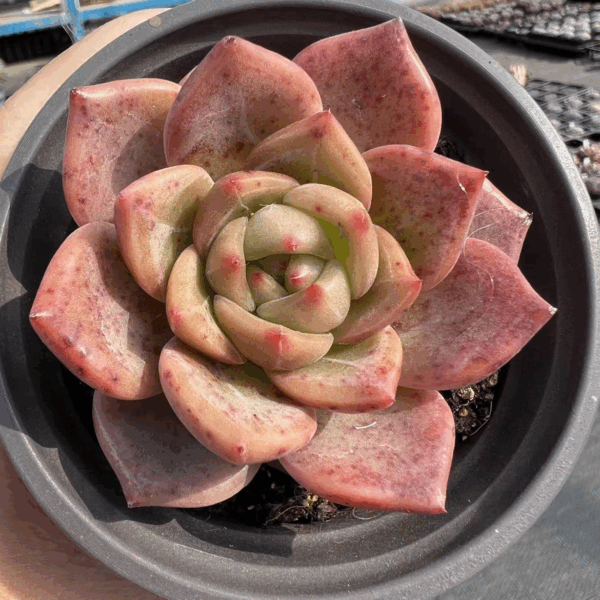 Echeveria Red Champagne