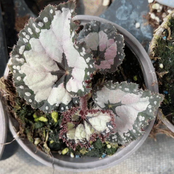 Begonia dorchebita