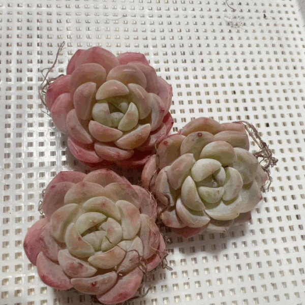 Echeveria brown sugar