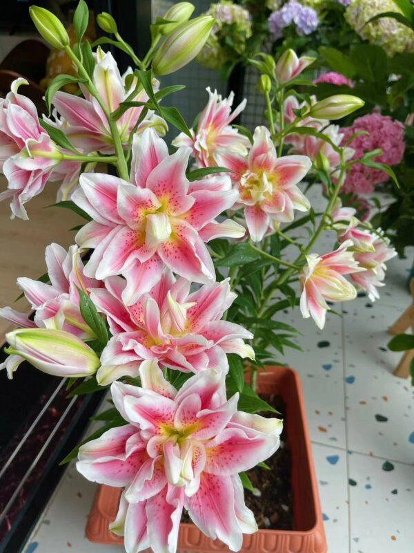 Lily Bulbs for Planting 3 pcs Indoor and Outdoor - Image 4