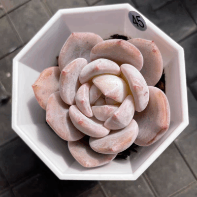 Echeveria Monroe